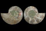 Agatized Ammonite Fossil - Madagascar #111475-1